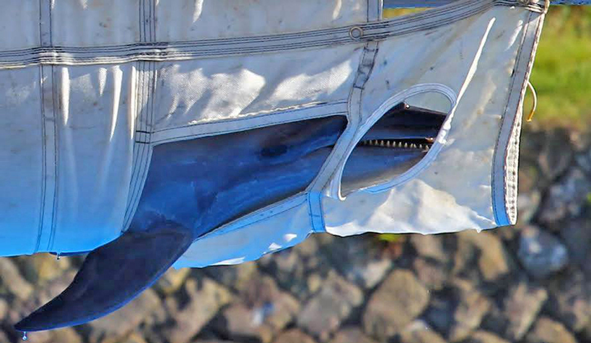 The corpse of a dolphin is removed from a pen in Taiji. He has not survived the stressful capture. Photo: Ric O’Barry’s Dolphin Project