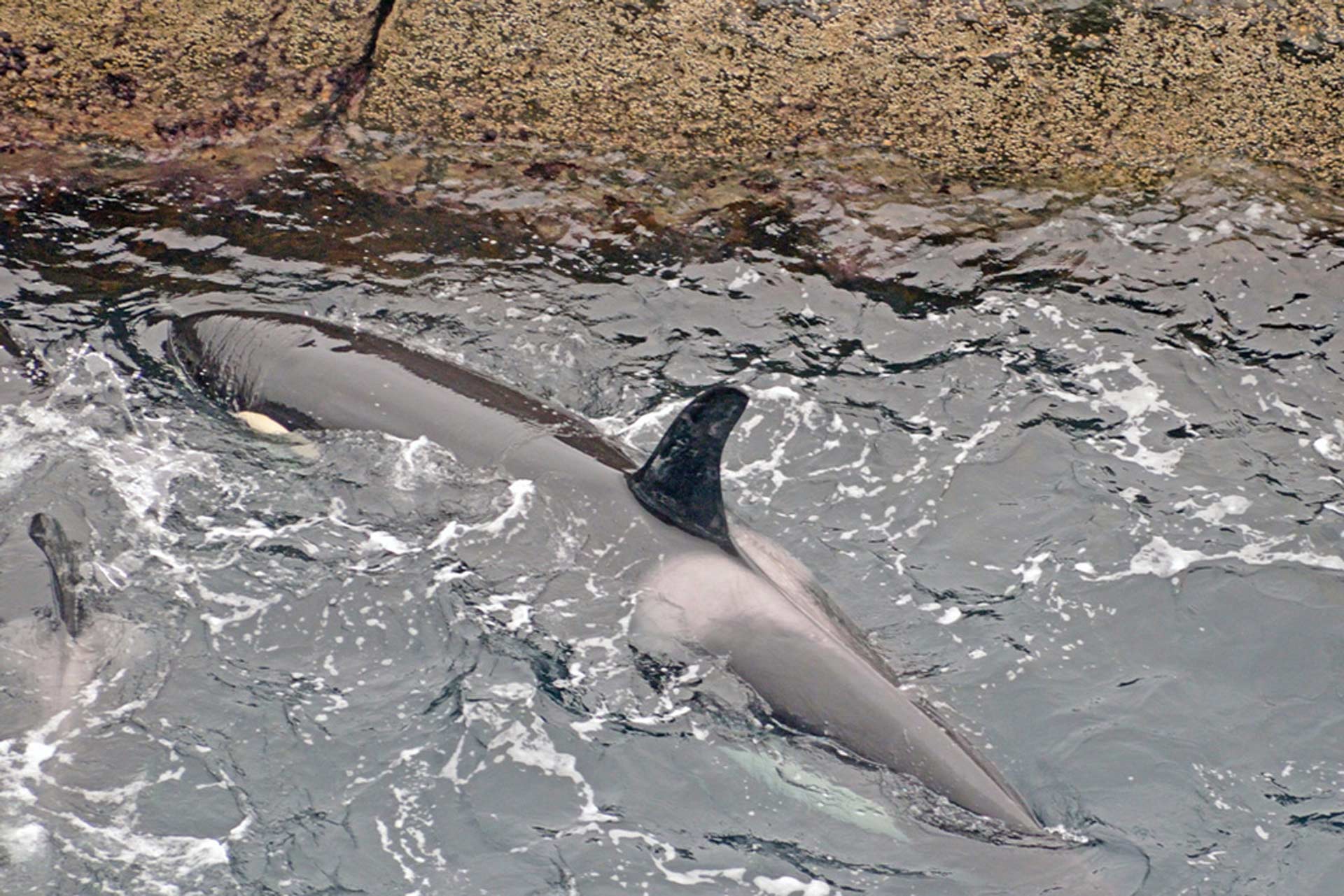 Picture taken Sept. 2012 by Planet Whale’s research team on the island of Suðuroy. This female orca has been identified and named as “Cristina.” Photo: Mark Hosford, Planet Whale