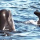 grind, grindadrap faroe islands, delfinjagd färöer inseln, pilot whale hunt, grindwaljagd