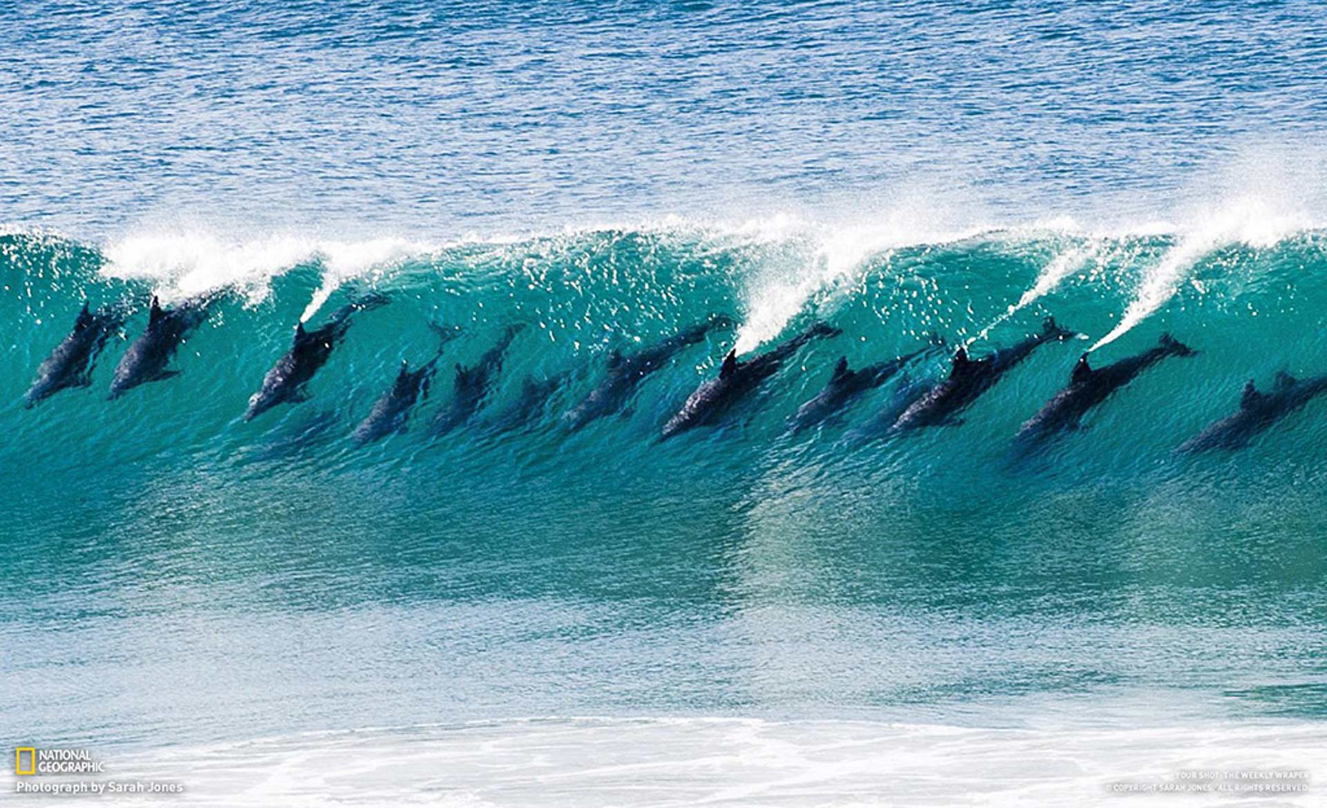 Wild dolphins surfing waves at Wategos Beach, Byron Bay Australia. Photo: Sarah Jones