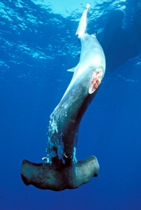 Victims of human greed (Hammerhead Shark). Photo: WWF