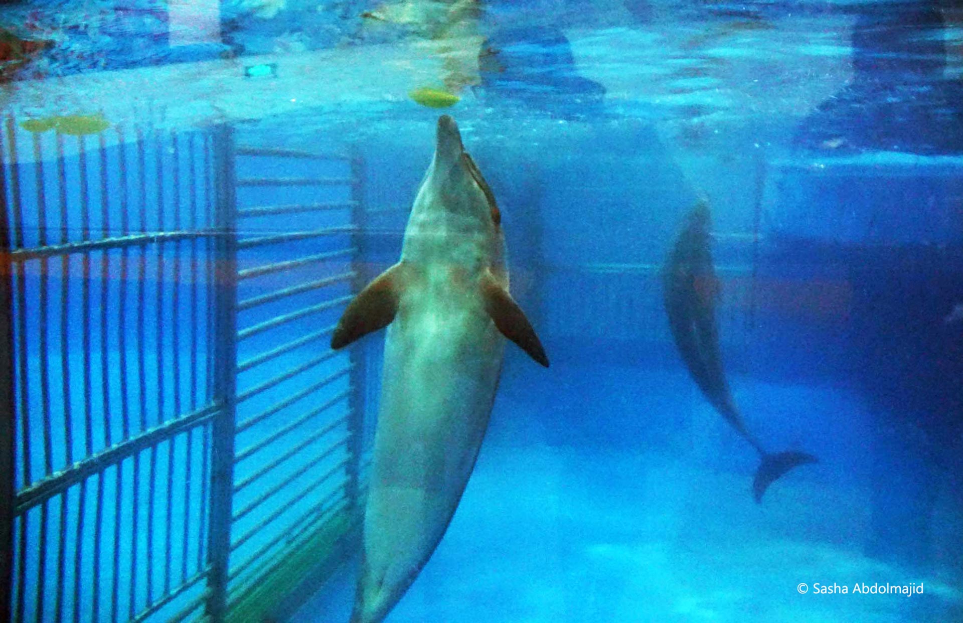Dolphin captured in Taiji, Japan, to spend a lifetime 'entertaining' humans for profit at Beijing Zoo in China. Photo: Sasha Abdolmajid