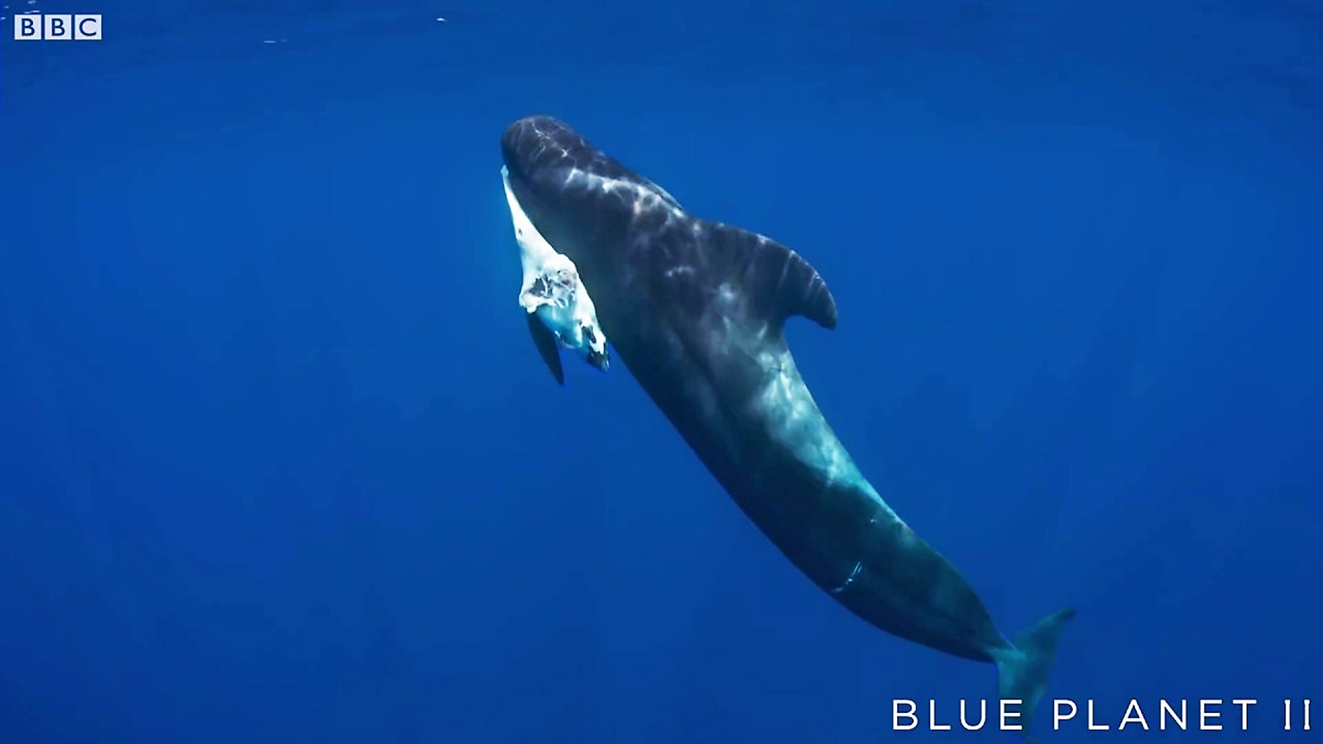 pilot whale grieves over her dead calf