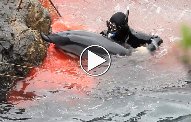 dolphin slaughter japan