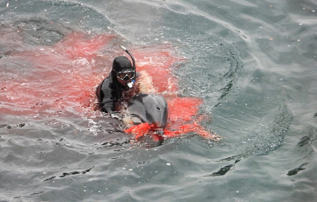 Horrific Suffering in the Cove as Dolphins Slaughtered Ceta Journal