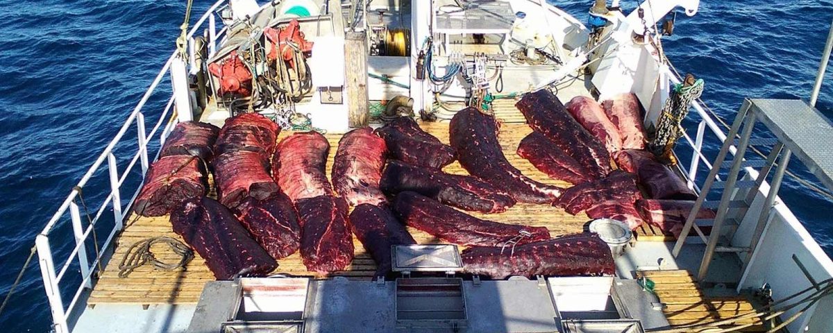 whaling vessel norway, chasse à la baleine, walfang norwegen, norvège